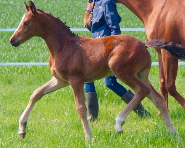 Dressurpferd Siegfried 74 (Hannoveraner, 2016, von Scuderia)