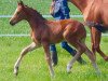 dressage horse Siegfried 74 (Hanoverian, 2016, from Scuderia)