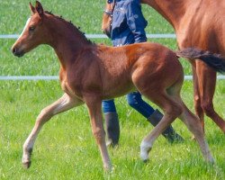 dressage horse Siegfried 74 (Hanoverian, 2016, from Scuderia)