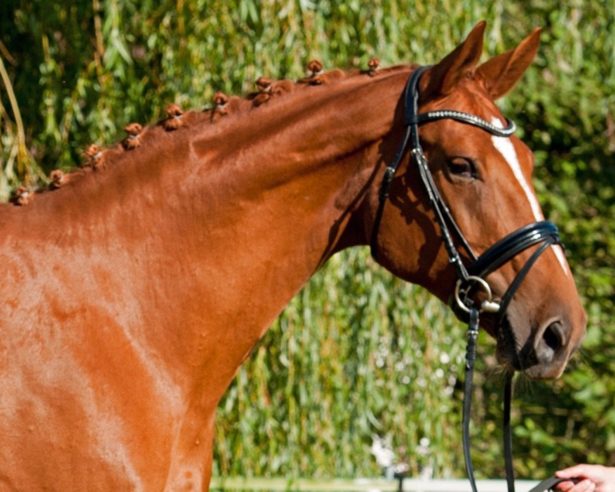 broodmare Love Story 31 (Hanoverian, 2011, from Londonderry)