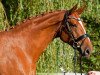 broodmare Love Story 31 (Hanoverian, 2011, from Londonderry)