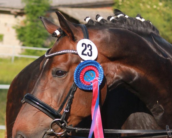 broodmare Laetizia (Hanoverian, 2012, from Londontime)