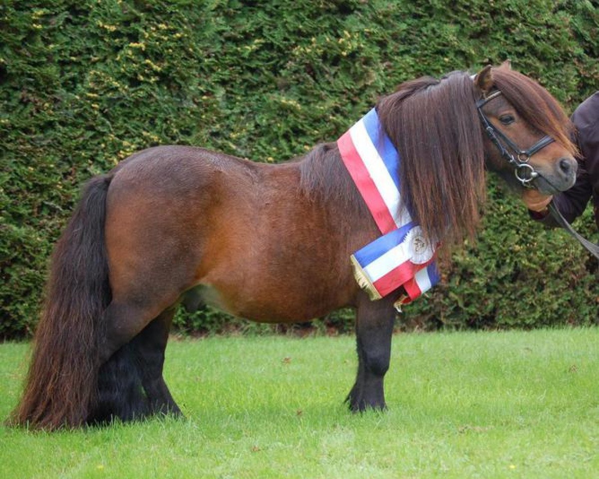 stallion Very Dynamic van de Buxushof (Shetland pony (under 87 cm), 2004, from Brevet van Spuitjesdom)