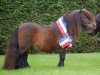 stallion Very Dynamic van de Buxushof (Shetland pony (under 87 cm), 2004, from Brevet van Spuitjesdom)