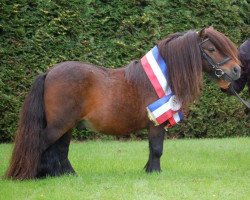 stallion Very Dynamic van de Buxushof (Shetland pony (under 87 cm), 2004, from Brevet van Spuitjesdom)