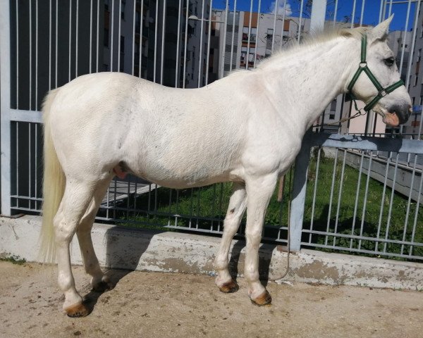 horse Pio (Andalusier, 2002)