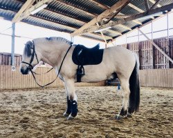 horse Heimdall (Fjord Horse, 2013, from Hangvar Kry)