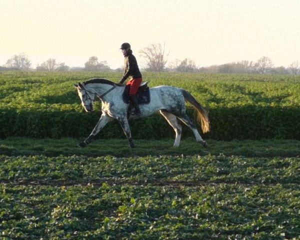 Pferd Sora (Hannoveraner,  , von Shalimaro)