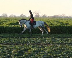 horse Sora (Hanoverian,  , from Shalimaro)