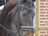 dressage horse Leverado Lauries (Hanoverian, 2009, from Lauries Crusador xx)