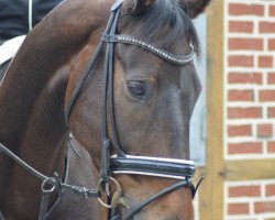 dressage horse Leverado Lauries (Hanoverian, 2009, from Lauries Crusador xx)