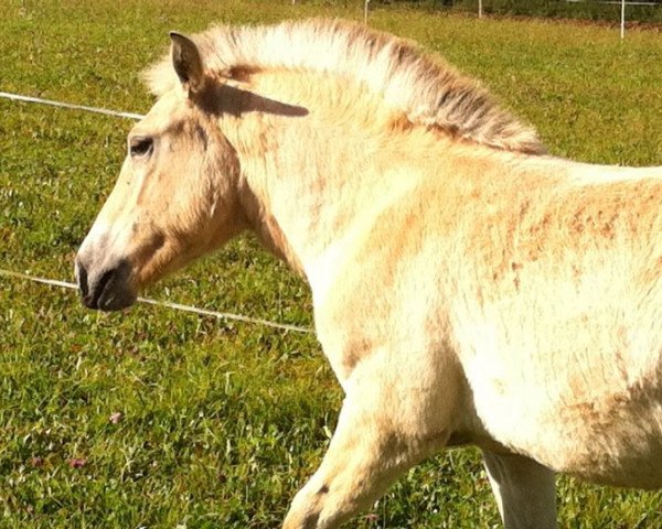 horse Kira (Fjord Horse,  , from Karlson von Hartenberg)