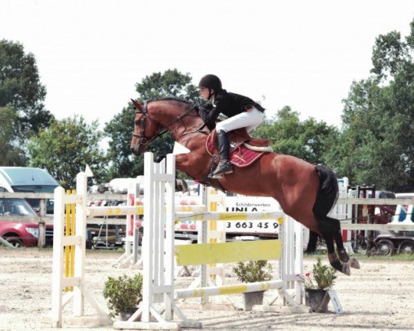 stallion Kadans van de Groenheuvel Dh (Belgian Riding Pony, 2006, from Calipso van de Vondelhoeve)