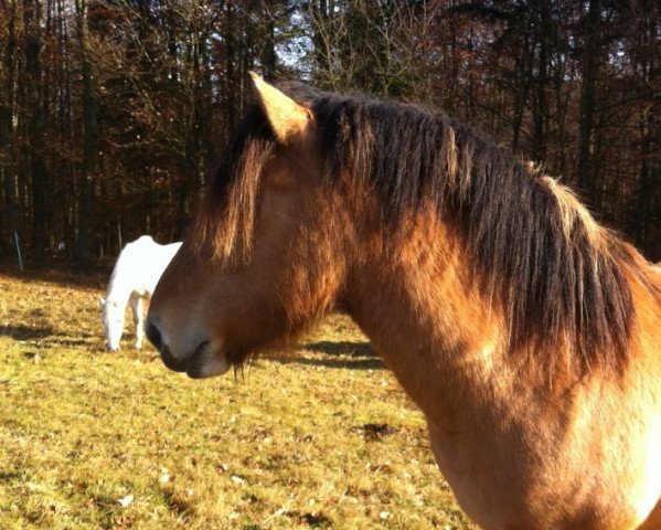 Pferd Rocky (Fjordpferd,  , von Ronaldo)