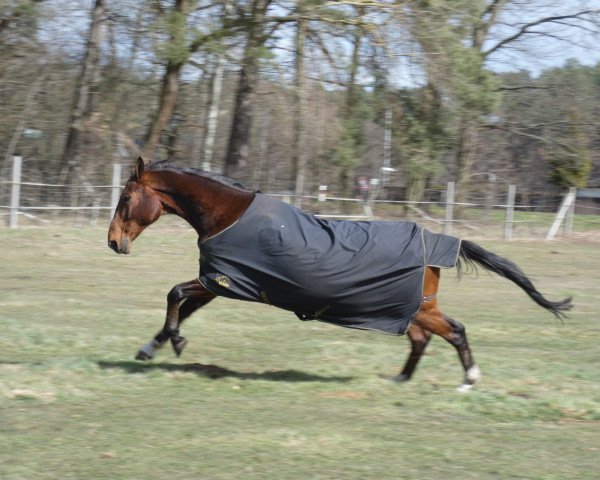 horse Olimpik (Polish Warmblood, 2000, from Literat)