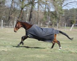 Pferd Olimpik (Polnisches Warmblut, 2000, von Literat)