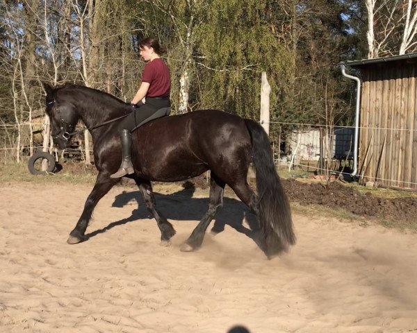 horse Beauty (Friesian-Mix, 2004)