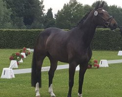 dressage horse Dantina S. (Westphalian, 2016, from Dantano)