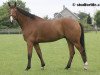 Pferd Casimir de La Pomme (Belgisches Warmblut, 2002, von Nabab de Rêve)