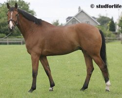 Pferd Casimir de La Pomme (Belgisches Warmblut, 2002, von Nabab de Rêve)