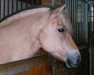 broodmare Fricka (Fjord Horse, 1992, from Florian He 119)