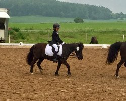 dressage horse Sissi (Shetland Pony, 1995, from Joker)