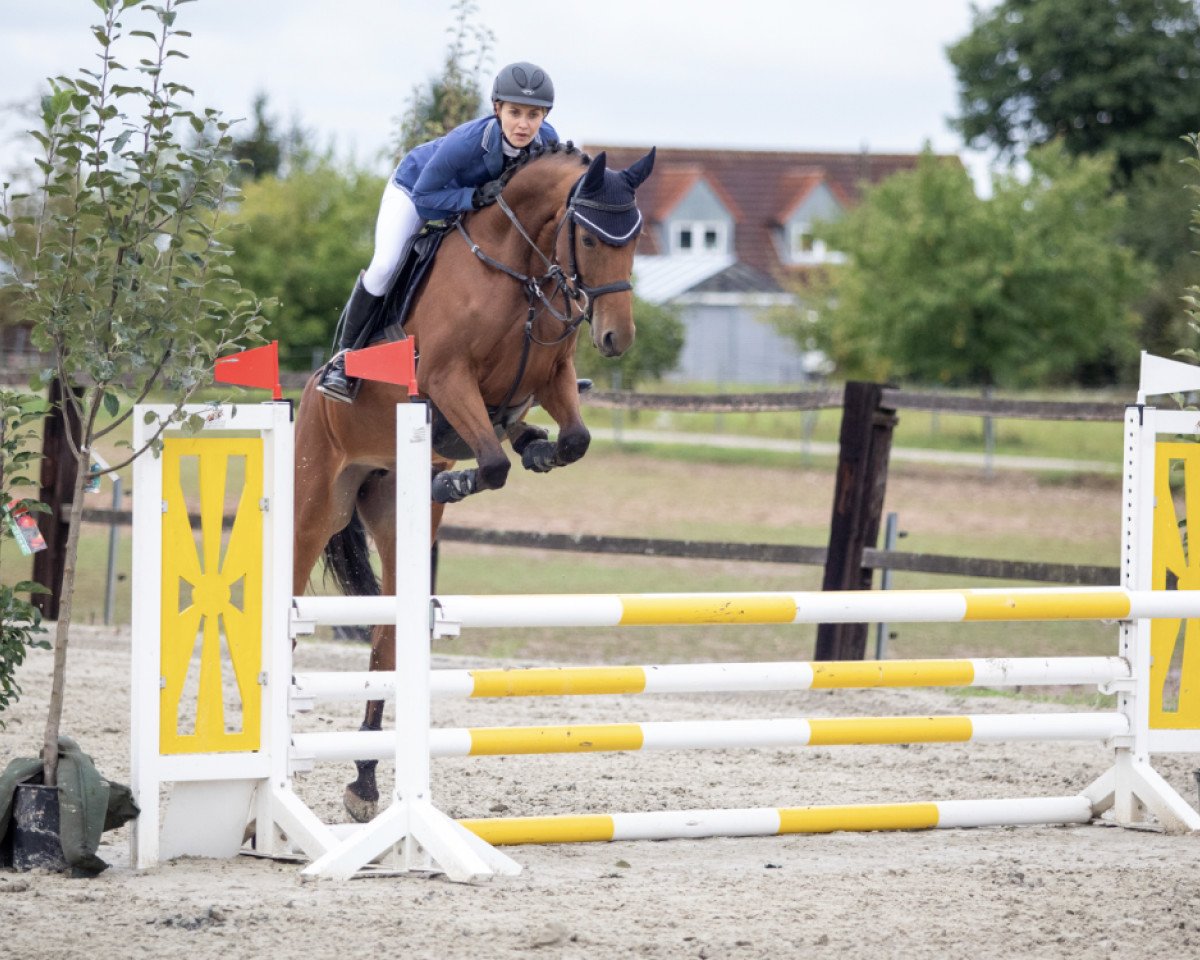jumper Contara 21 (Hungarian Warmblood, 2015, from Contaro)