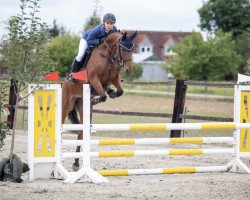 jumper Contara 21 (Hungarian Warmblood, 2015, from Contaro)