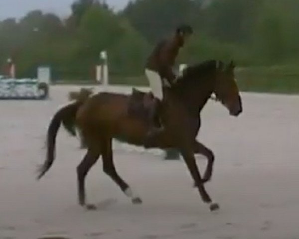 horse Savana Hoy (Selle Français, 2006, from For de la Hardière)