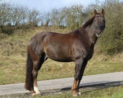 dressage horse Florentino (Württemberger, 2002, from Ferryman)