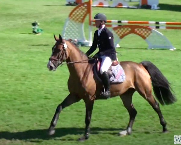 jumper Teddy Hoy (Selle Français, 2007, from Litchi Hoy)