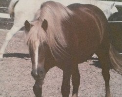 broodmare Ravenna (Black Forest Fox, 2000, from Ravel)