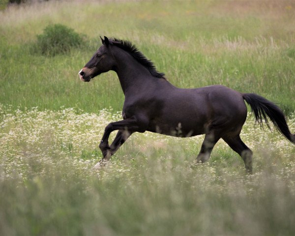 horse Merlin (German Riding Pony, 2001, from Mozart)