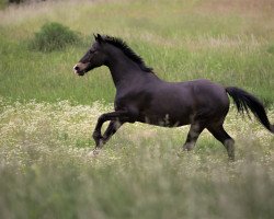 horse Merlin (German Riding Pony, 2001, from Mozart)