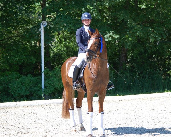 dressage horse Don Caballo MF (Austrian Warmblood, 2010, from Don Schufro)