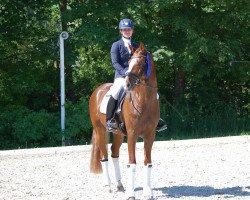 dressage horse Don Caballo MF (Austrian Warmblood, 2010, from Don Schufro)