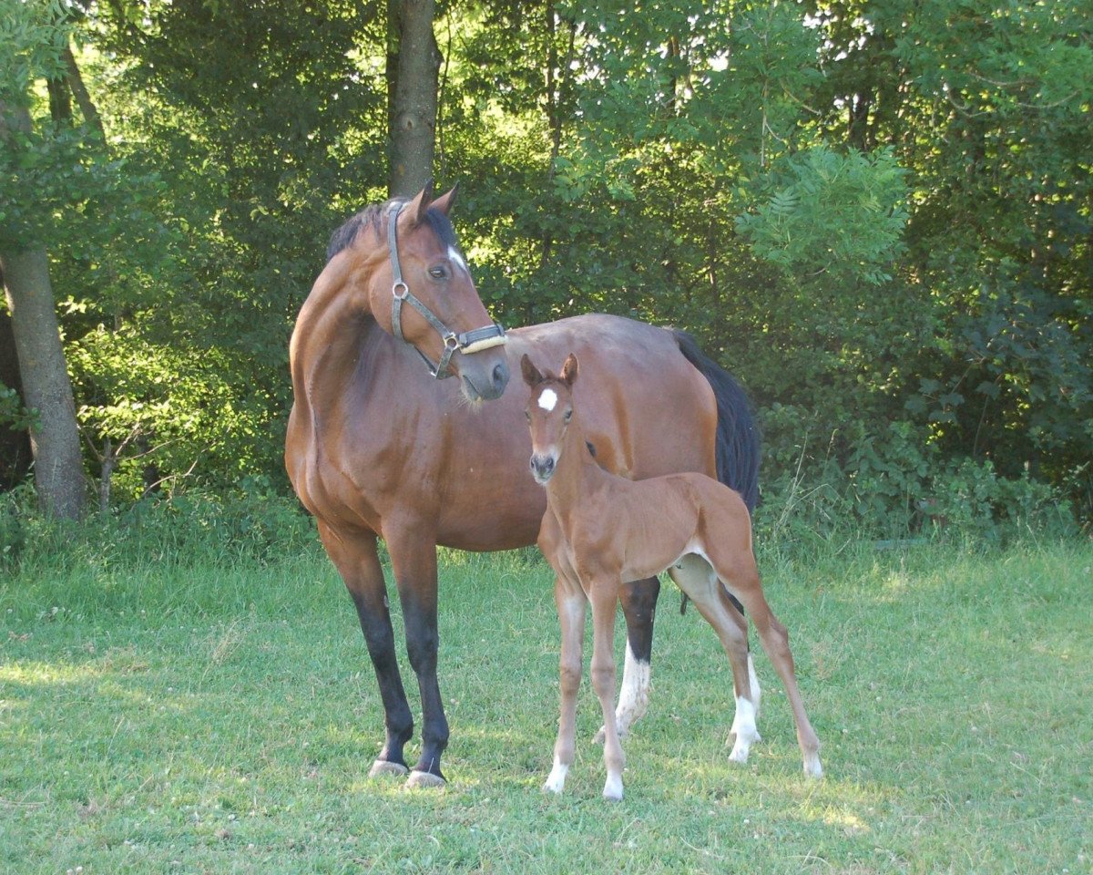 broodmare Angie (Austrian Warmblood, 2001, from Raphael)