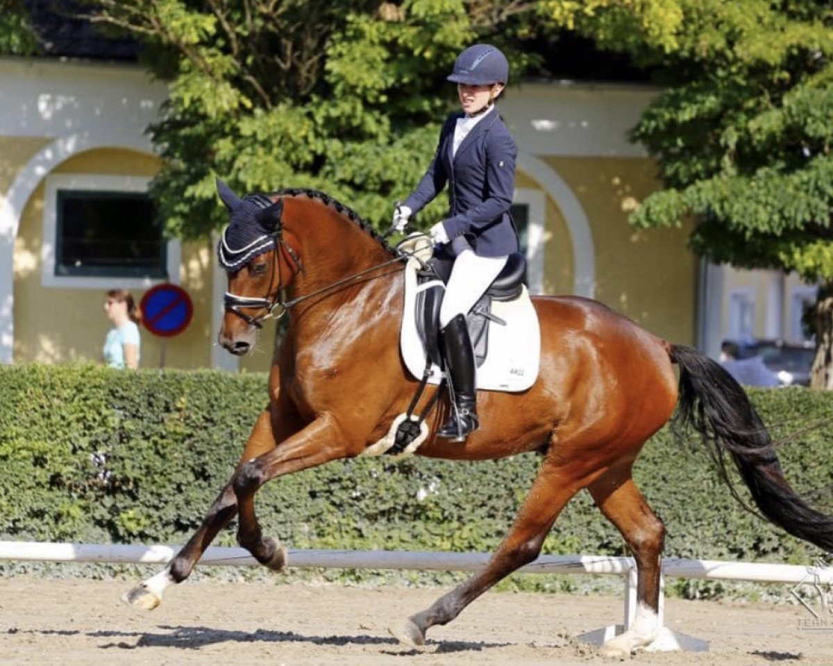 dressage horse Franztastic Cs (Austrian Warmblood, 2014, from Franziskus FRH)