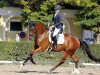 dressage horse Franztastic Cs (Austrian Warmblood, 2014, from Franziskus FRH)