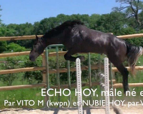 Springpferd Echo Hoy (Selle Français, 2014, von Vito M)