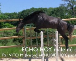 jumper Echo Hoy (Selle Français, 2014, from Vito M)