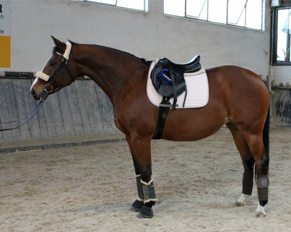 Pferd Marie 116 (Oldenburger, 2006, von Cannavaro)