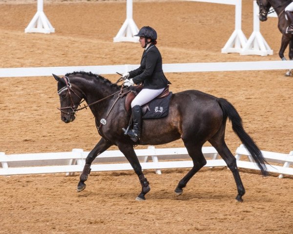 broodmare Matilda Prussica (Trakehner, 2011, from El Greco)