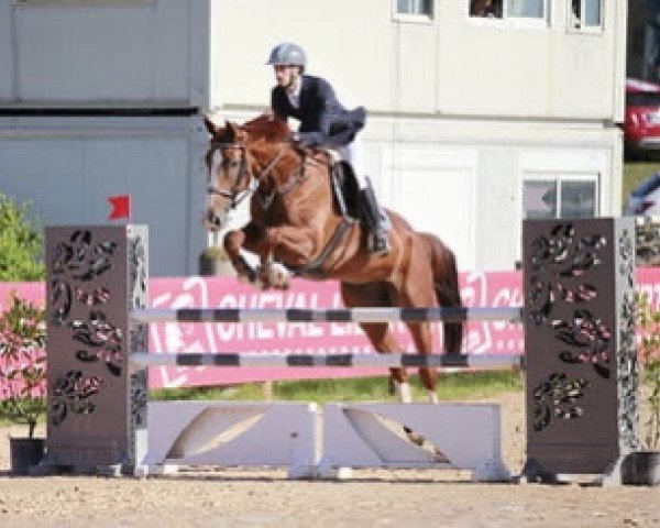 Pferd Douglas Hoy (Selle Français, 2013, von Mack Hoy)