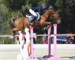 stallion Smatch de Blondel (Selle Français, 2006, from Calvaro Z)