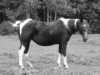 Zuchtstute Poco Molly (Paint Horse, 1981, von Rico Dell)