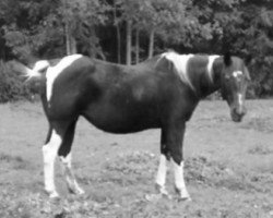 Zuchtstute Poco Molly (Paint Horse, 1981, von Rico Dell)