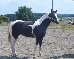 stallion Jet Black Bueno (Paint Horse, 2000, from Cherokee Blanca)