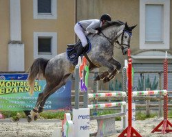 Pferd Dassini Hoy (Selle Français, 2013, von Cassini II)