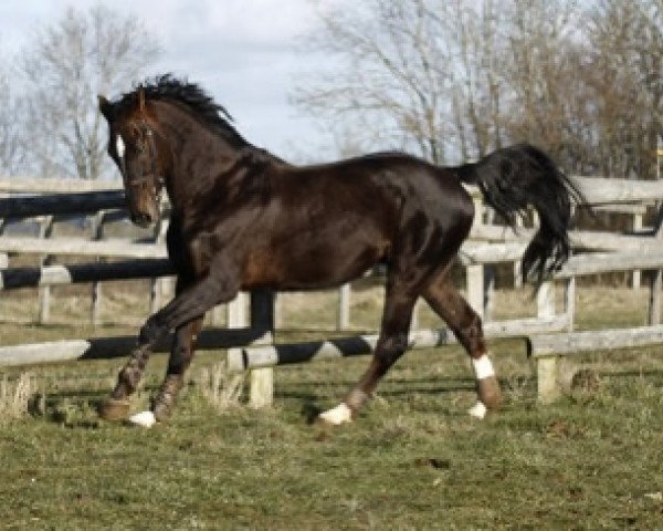 stallion Tenson van het Lindenhof (Belgian Warmblood, 1996, from Indoctro)